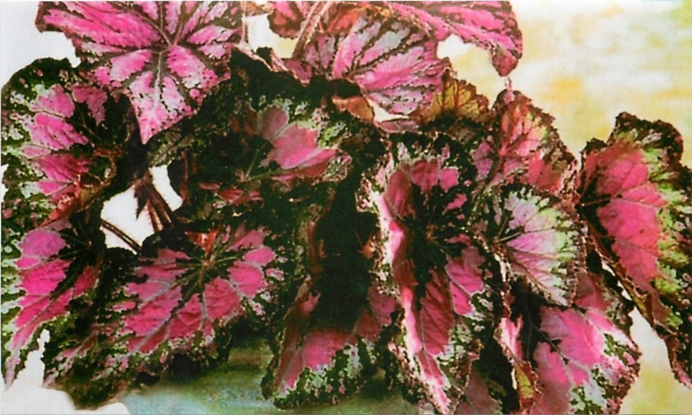 begonia zonder bloemen