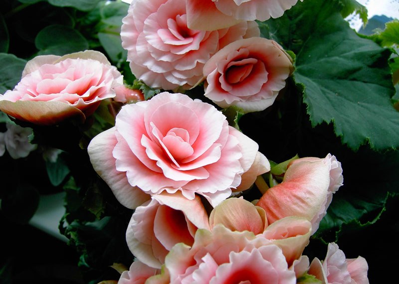roze begonia