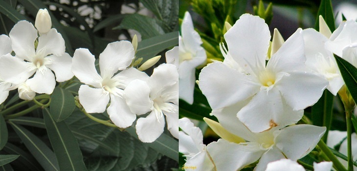 Witte Oleander