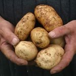 Ziekten van aardappelen