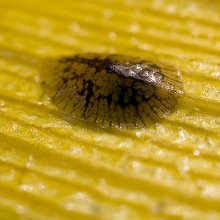 schaalinsecten