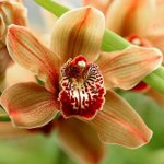 Ziekten van orchideeën