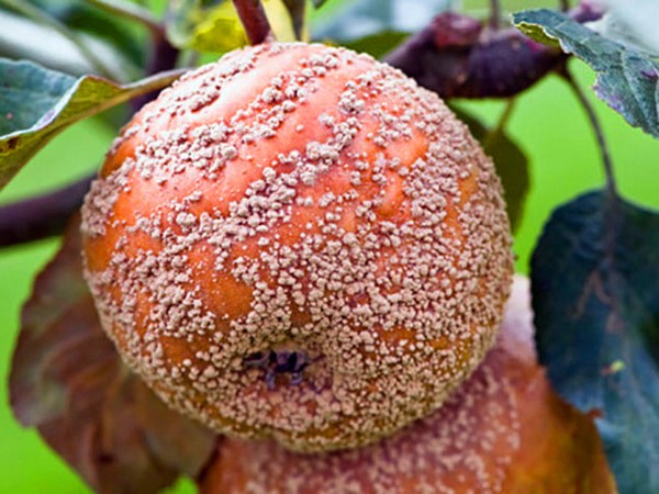Ambulance voor de tuin of de ziekte van appelbomen en hun behandeling