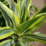 Wat als de dracaena droogt of geel wordt? 