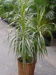 Wat als de dracaena droogt of geel wordt?