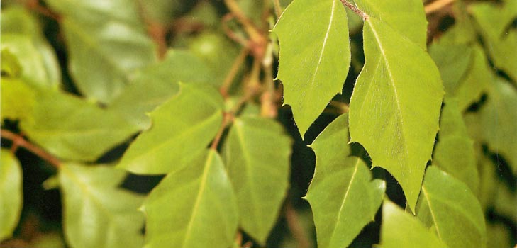 Cissus: foto en thuiszorg