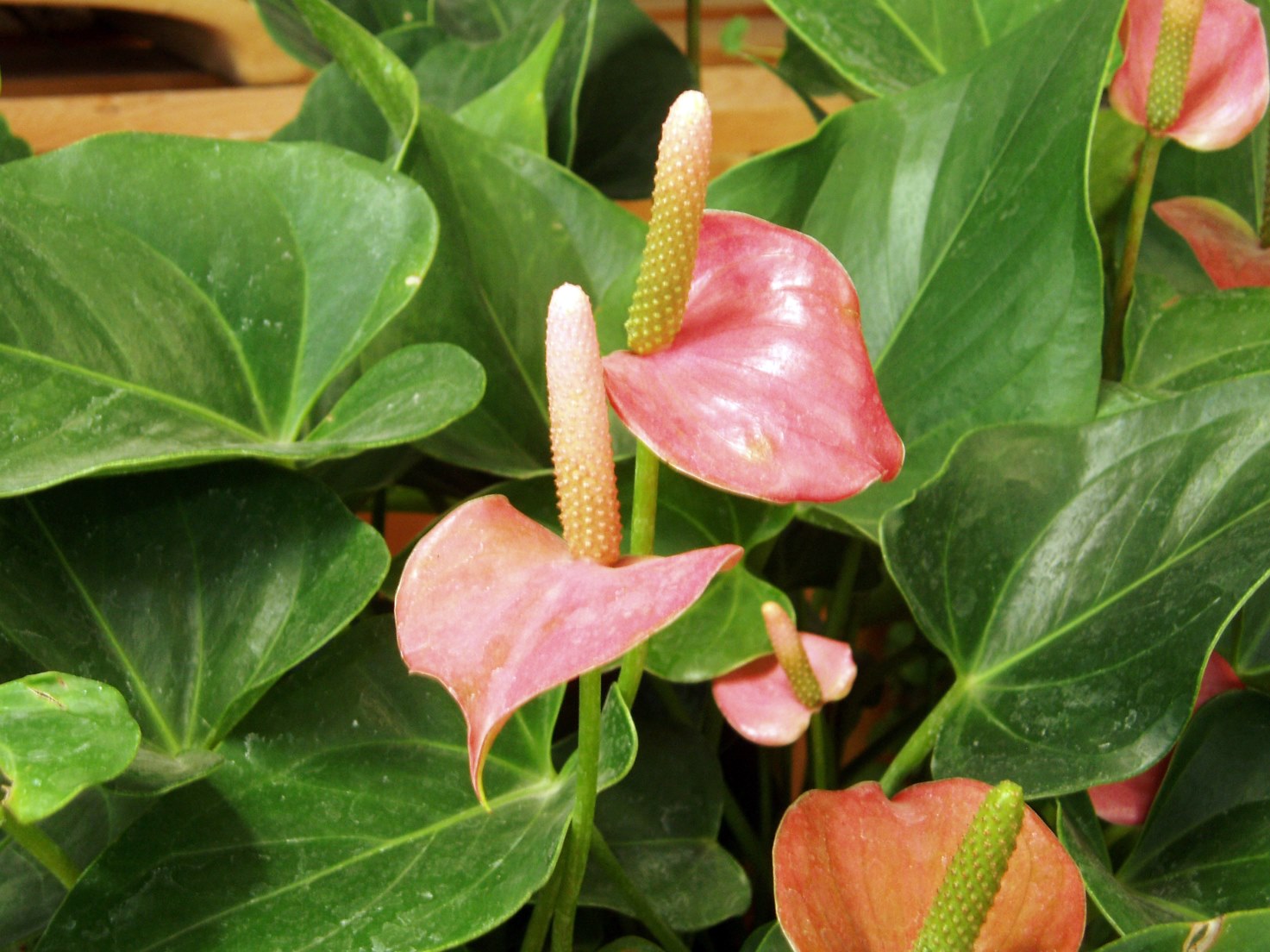 bloeiende plant