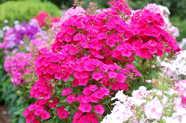 Mooie bloemen voor een bloembed