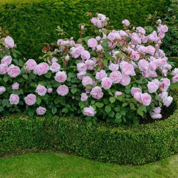 Mooie bloemen voor een bloembed
