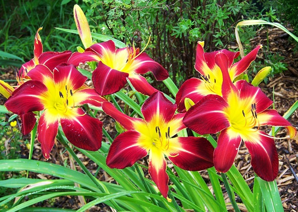 Mooie bloemen voor een bloembed