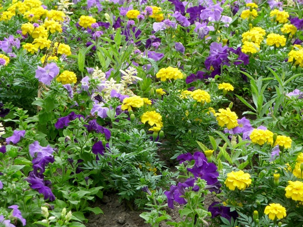 Mooie bloemen voor een bloembed
