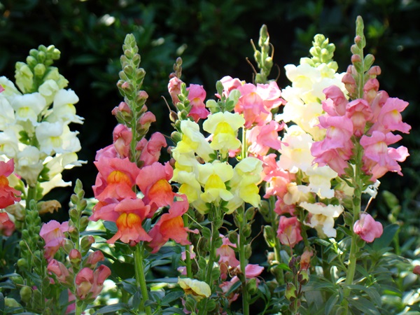 Mooie bloemen voor een bloembed