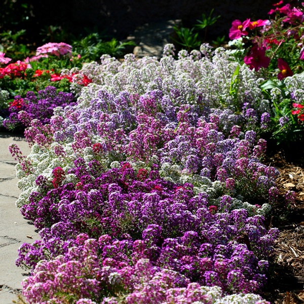 Mooie bloemen voor een bloembed
