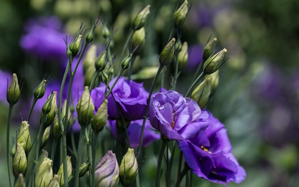 Mooie bloemen voor een bloembed