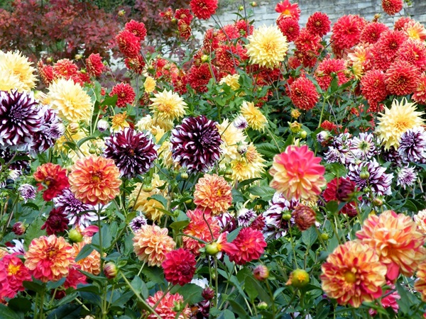 Mooie bloemen voor een bloembed