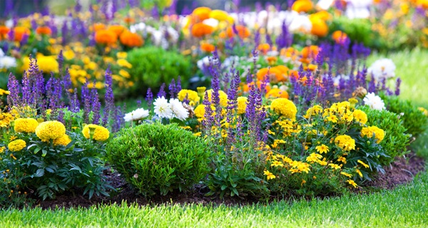Mooie bloemen voor een bloembed