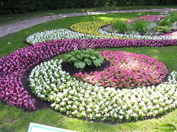 Mooie bloemen voor een bloembed