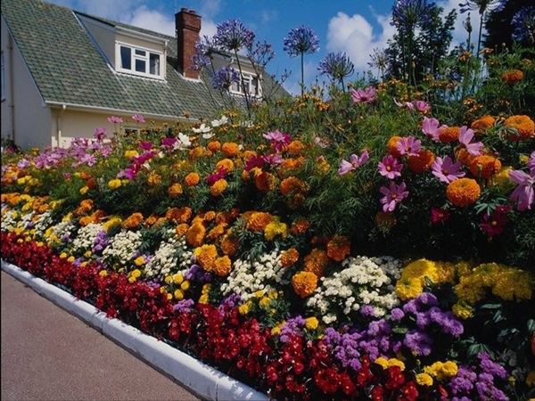 Mooie bloemen voor een bloembed
