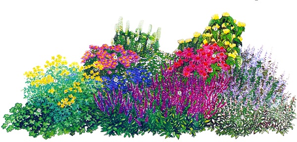 Mooie bloemen voor een bloembed