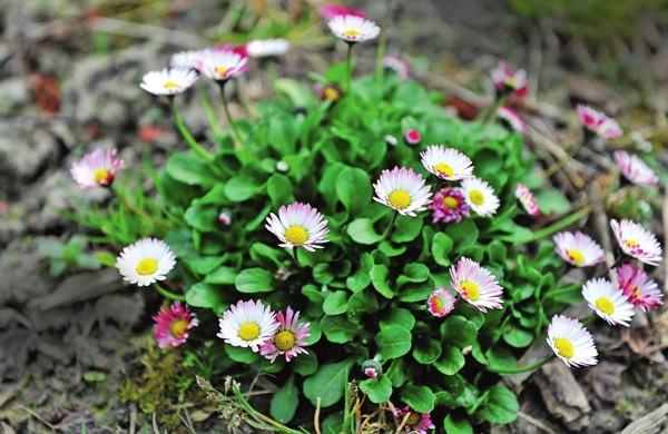 Mooie bloemen voor een bloembed