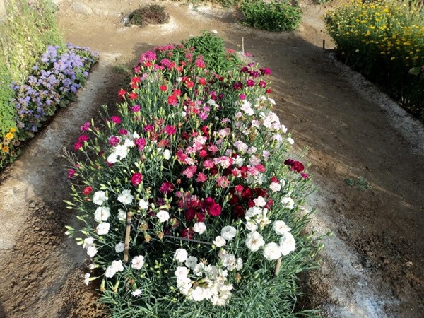 Mooie bloemen voor een bloembed