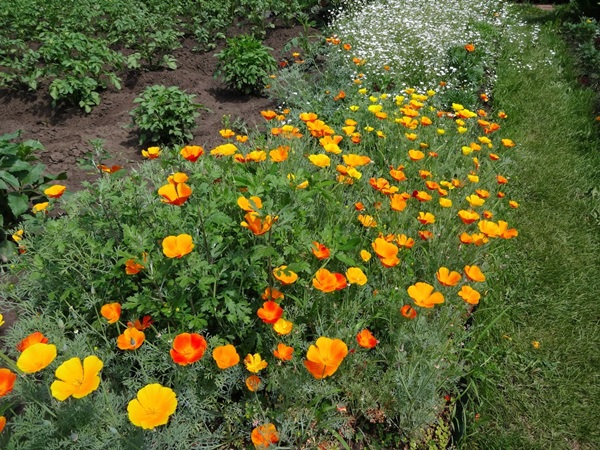Mooie bloemen voor een bloembed
