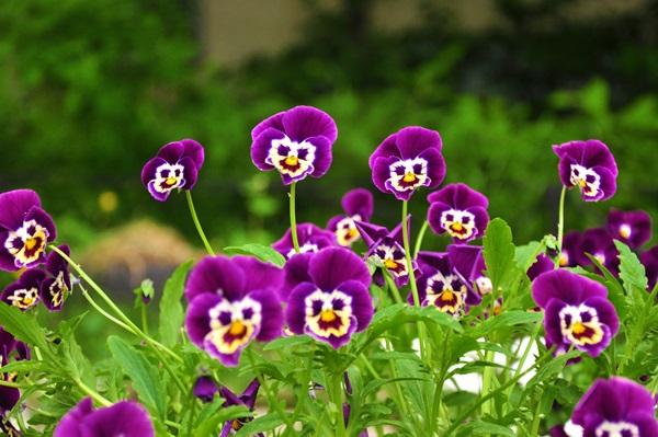 Mooie bloemen voor een bloembed