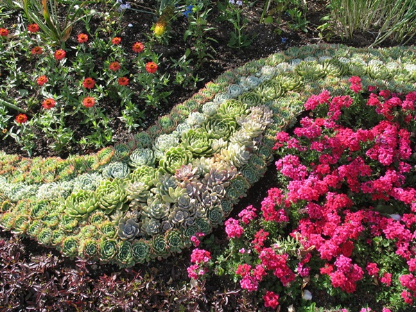 Mooie bloemen voor een bloembed