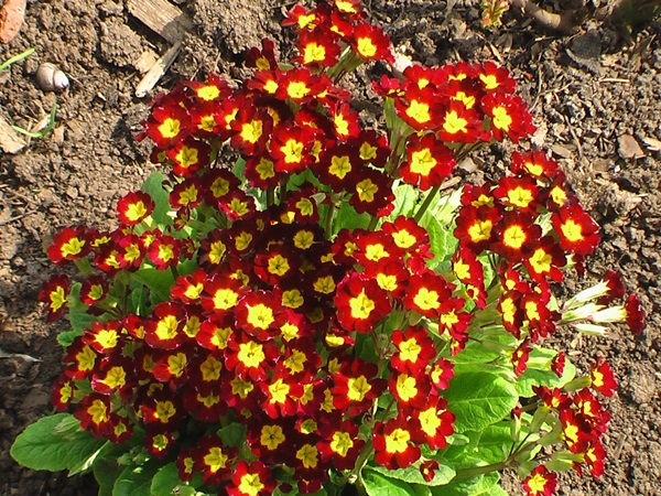 Mooie bloemen voor een bloembed