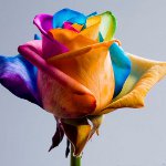 Bloemen voor 8 maart: origineel geschilderde boeketten