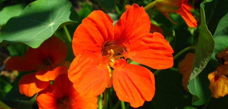 Flower Nasturtium: hoe te groeien van zaden, hoe te zorgen, mooie foto's