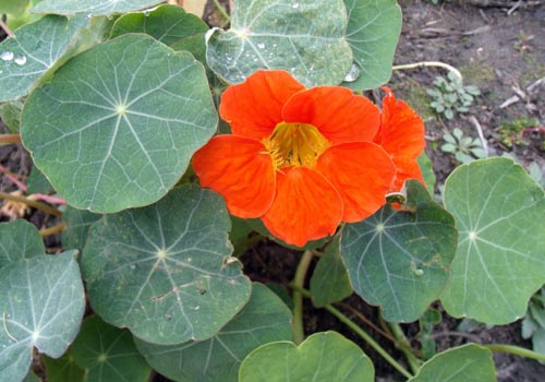 Bloem Oost-Indische kers