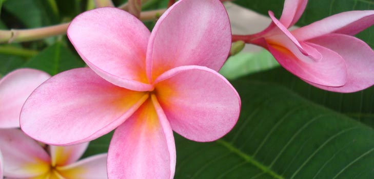 Flower Plumeria - de magische geur in uw huis