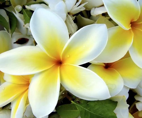 Flower Plumeria - de magische geur in uw huis