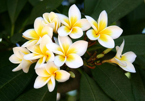 Flower Plumeria - de magische geur in uw huis