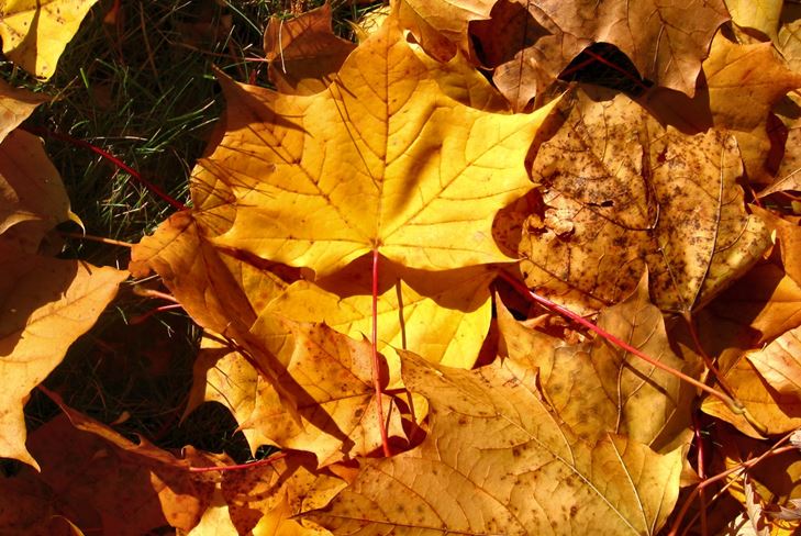 Gifts of Autumn: Autumn Collage met eigen handen