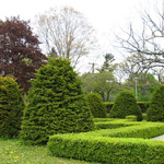 Bomen en struiken