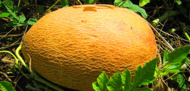 Het planten en verzorgen van meloenen in de volle grond in de middelste strook van Rusland