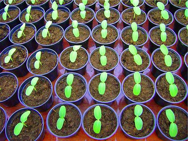 Het planten en verzorgen van meloenen in de volle grond in de middelste strook van Rusland
