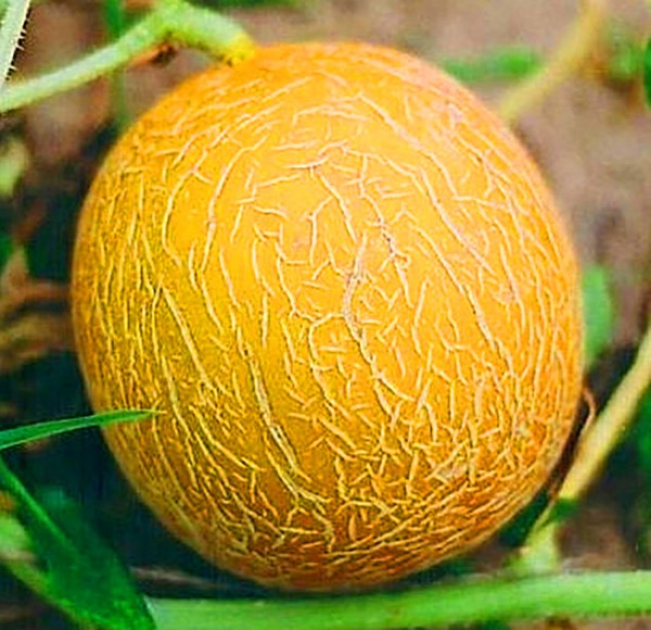 Het planten en verzorgen van meloenen in de volle grond in de middelste strook van Rusland