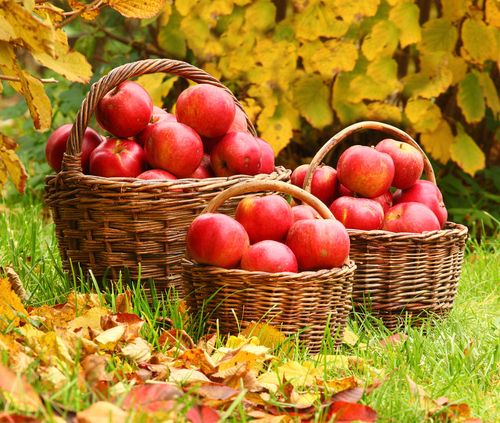 Hoe je appels thuis in de winter kunt houden