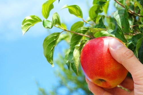 Hoe je appels thuis in de winter kunt houden