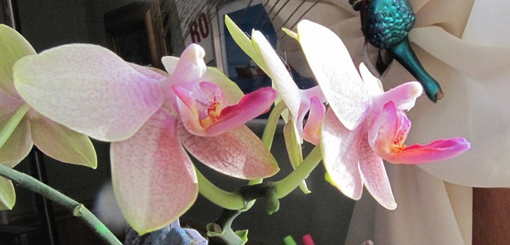 Phalaenopsis bloei