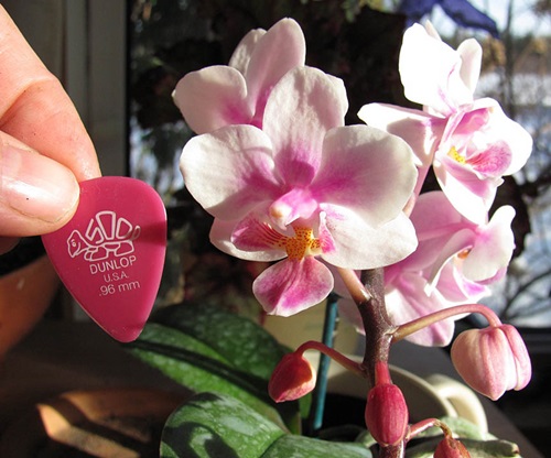 Phalaenopsis bloei