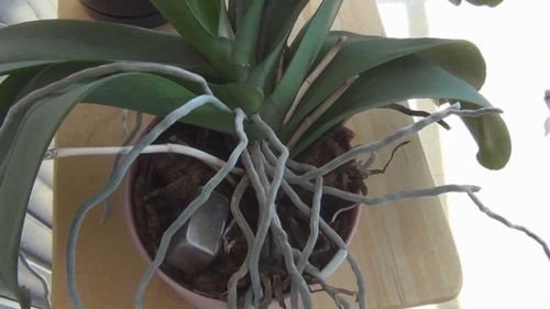 Phalaenopsis transplantatie