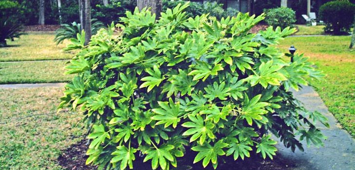 zorg voor fatsia thuis