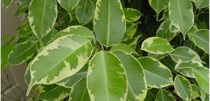 kamer ficus