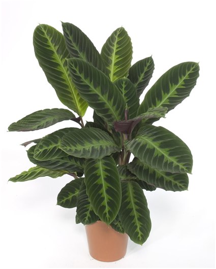 bak met ficus