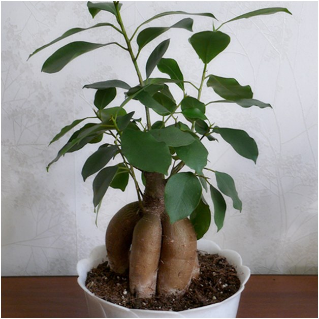 Ficus voor transplantatie