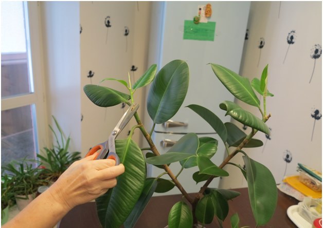 ficus snijden